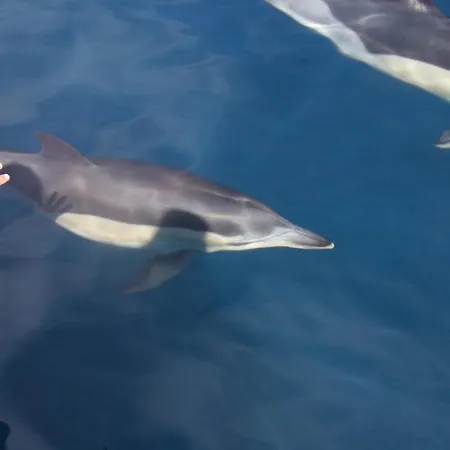 Pepe Vista Al Mar 公寓