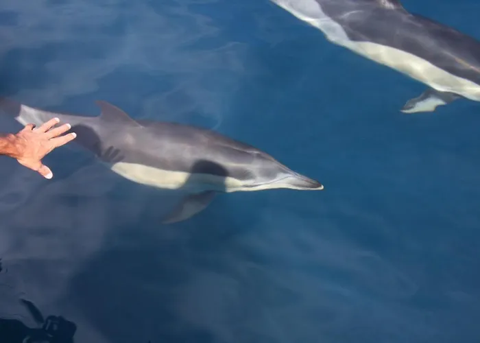 Pepe Vista Al Mar Apartment